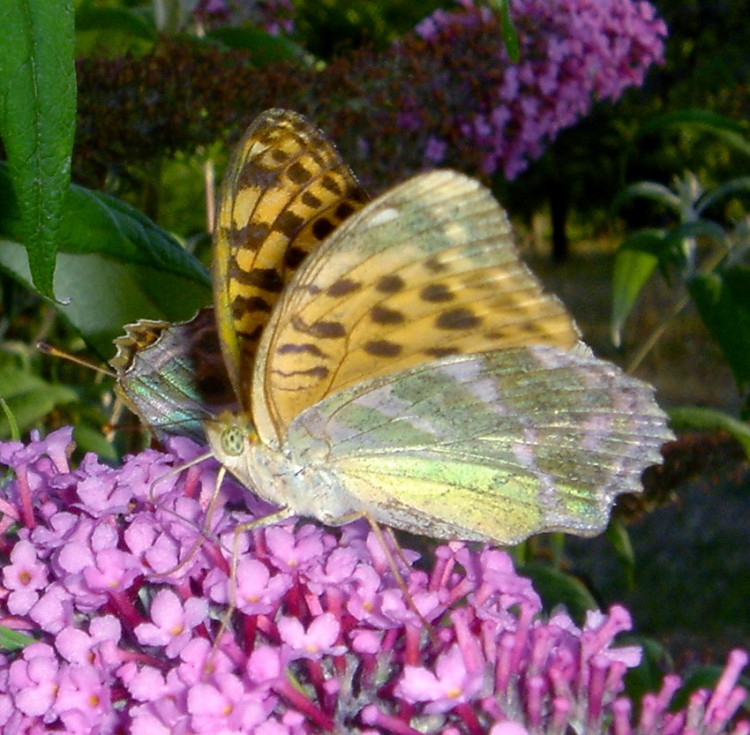 Fonds d'cran Animaux Insectes - Papillons re  .. pap's