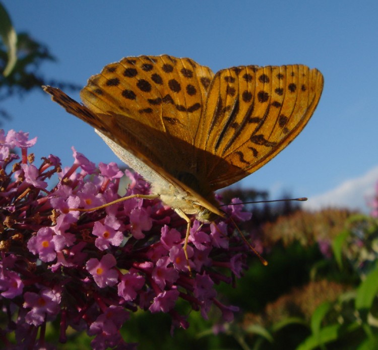 Fonds d'cran Animaux Insectes - Papillons et re  !!!