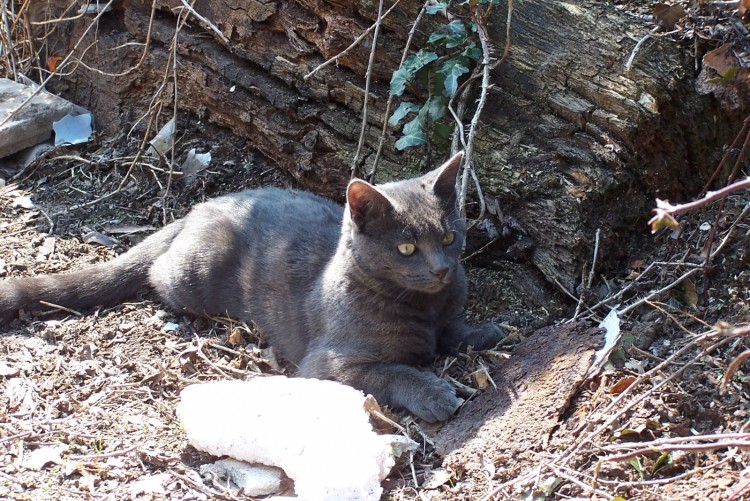 Fonds d'cran Animaux Chats - Chatons Ca grandi trop vite