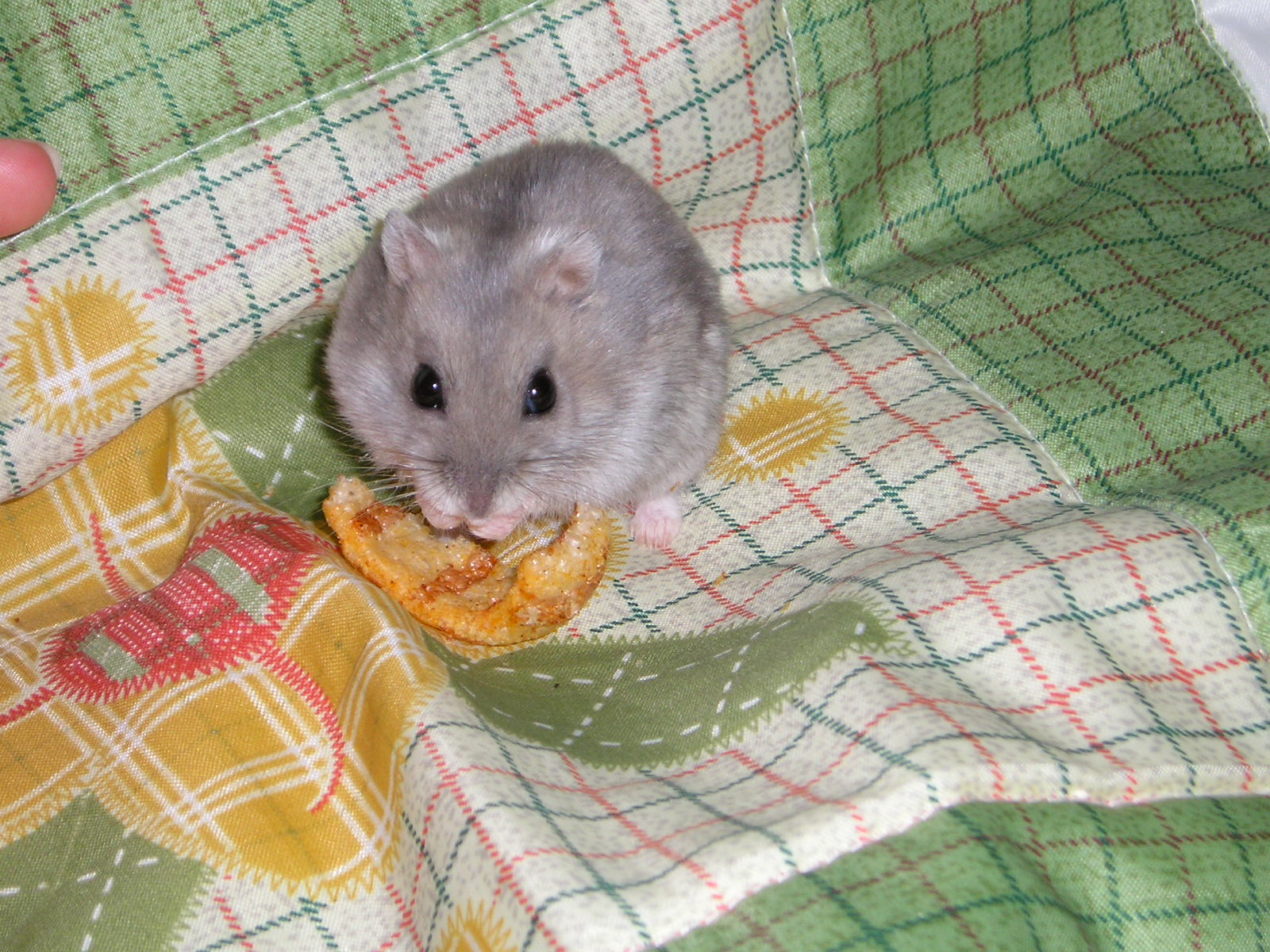 Wallpapers Animals Rodents - Misc hamster