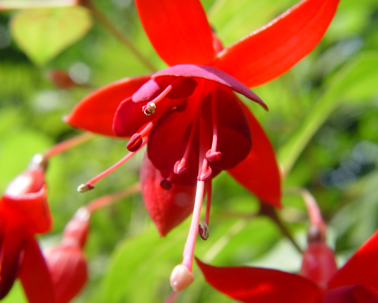 Fonds d'cran Nature Fleurs 