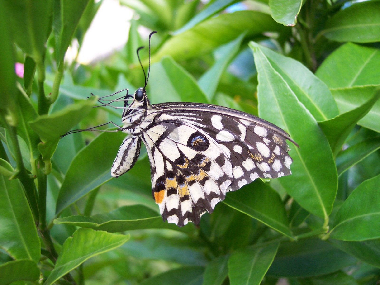 Fonds d'cran Animaux Insectes - Papillons Papillons