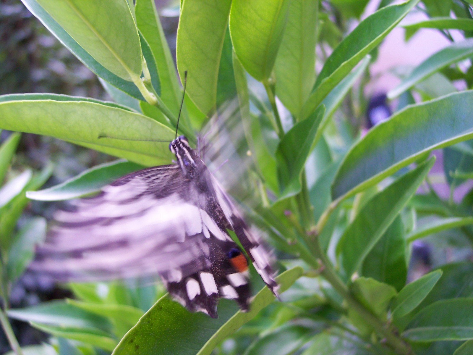 Wallpapers Animals Insects - Butterflies Battements D'ailes