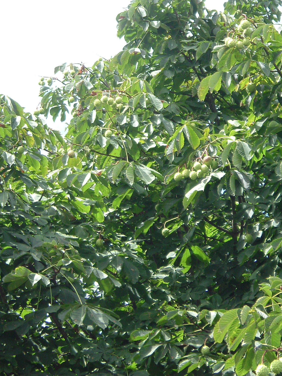 Fonds d'cran Nature Arbres - Forts Le marronnier d'en face...