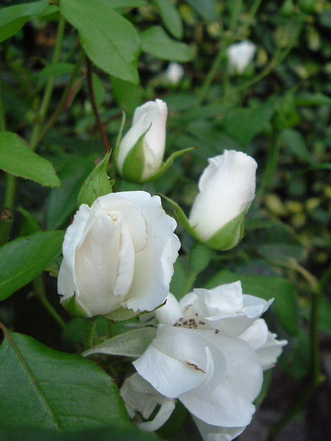 Fonds d'cran Nature Fleurs Les roses de Martine..