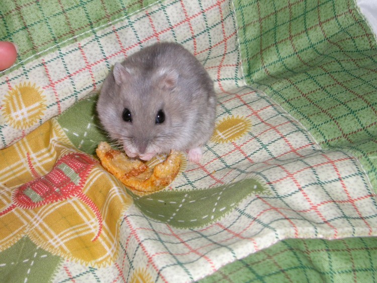 Wallpapers Animals Rodents - Misc hamster