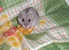 Wallpapers Animals hamster