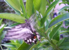 Fonds d'cran Animaux Battements D'ailes