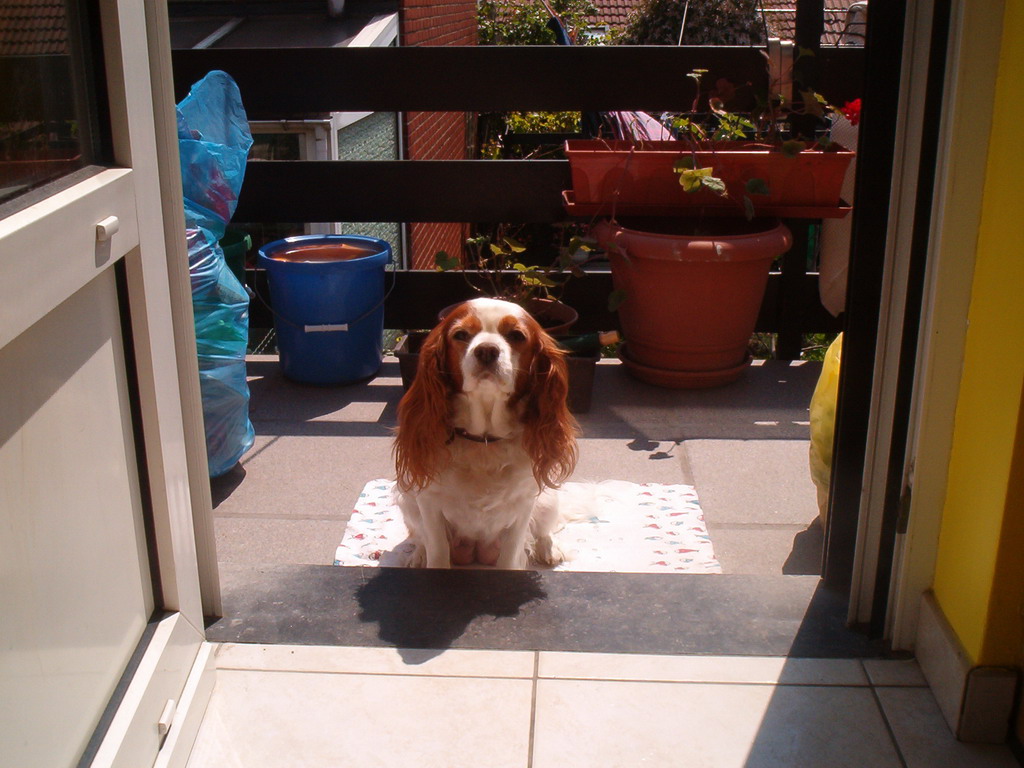 Fonds d'cran Animaux Chiens Belle la coquinne