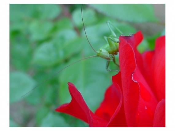 Fonds d'cran Animaux Insectes - Criquets criquet