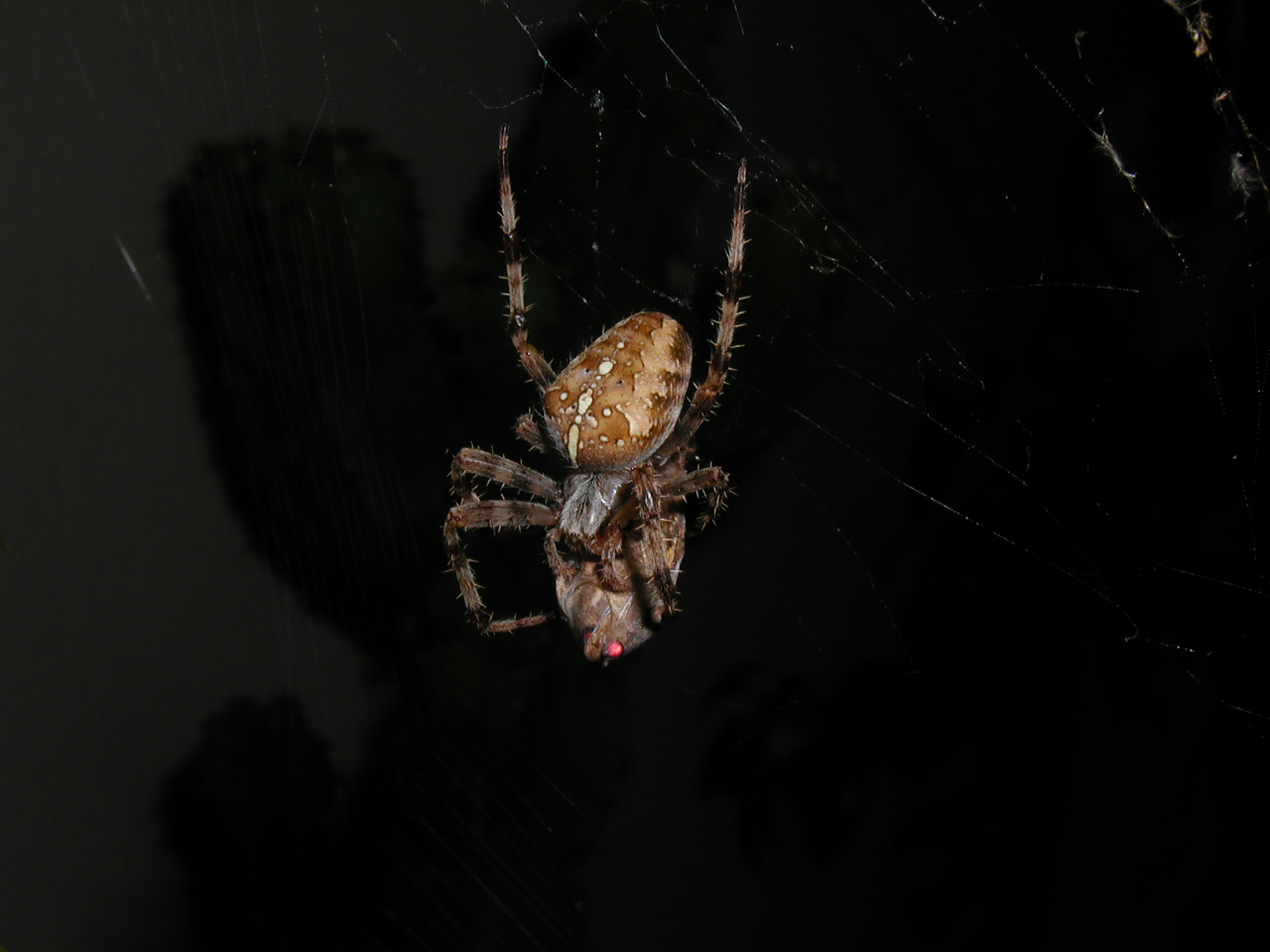 Fonds d'cran Animaux Araignes Araigne + papillon de nuit