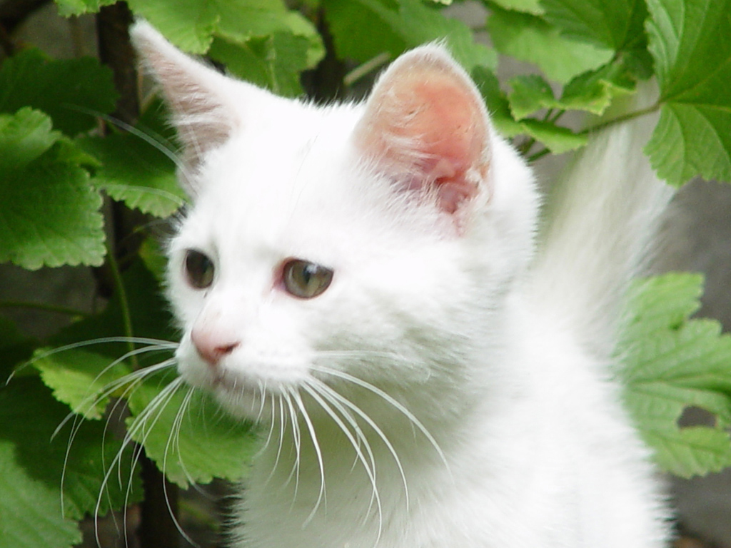 Fonds d'cran Animaux Chats - Chatons 