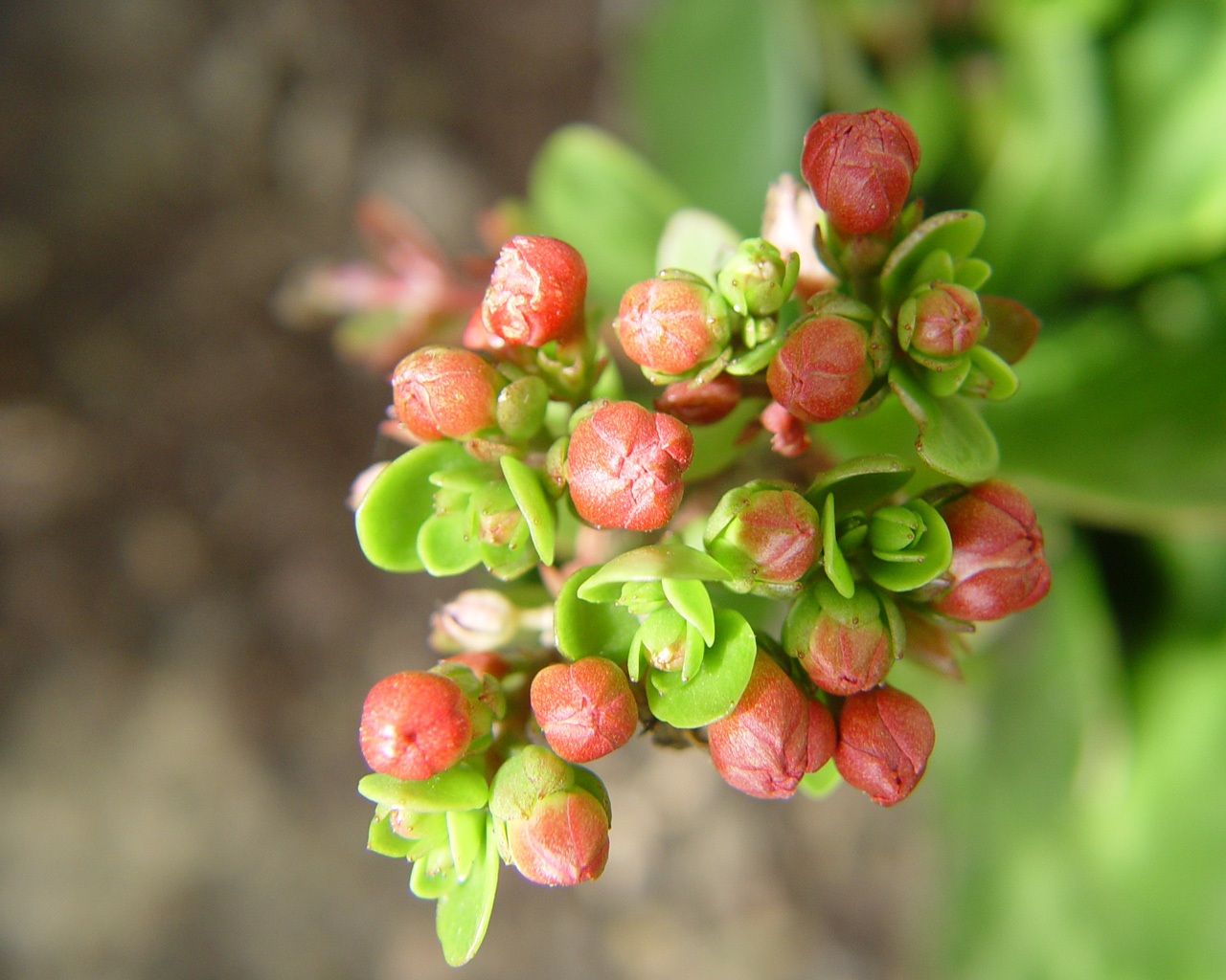 Fonds d'cran Nature Fleurs 