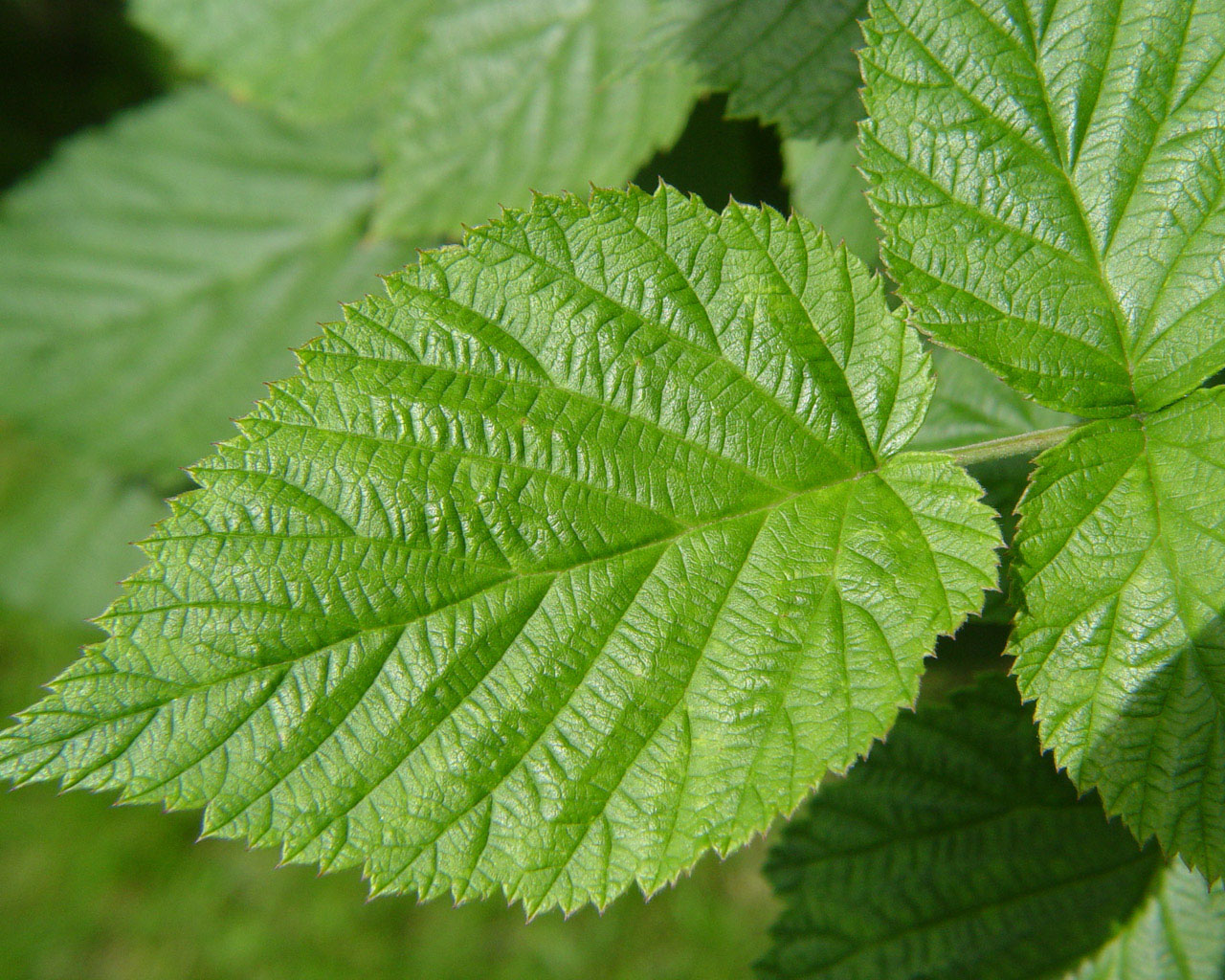 Wallpapers Nature Leaves - Foliage 