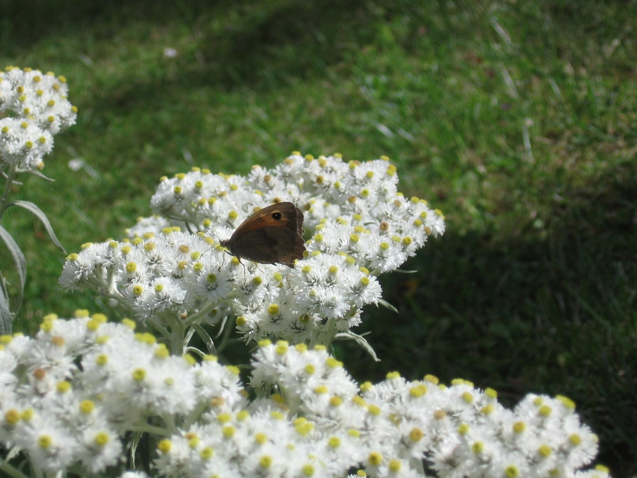 Wallpapers Nature Flowers Papillon sur fleurs blanches