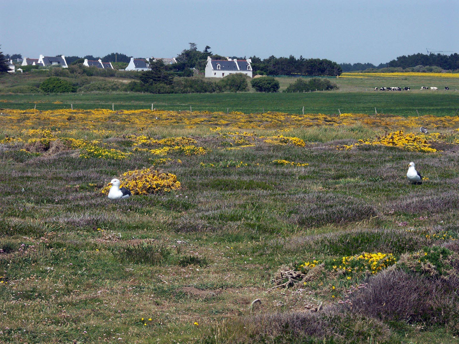 Wallpapers Trips : Europ France > Bretagne Belle-Ile en mer