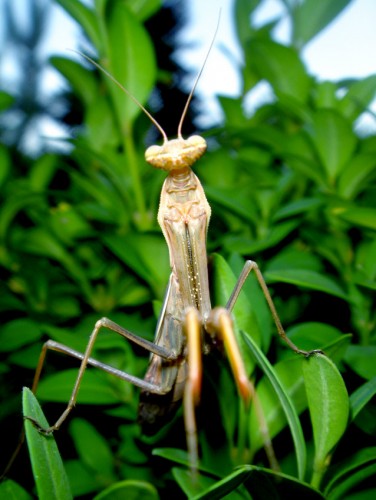 Fonds d'cran Animaux Insectes - Mantes religieuses E.T ?