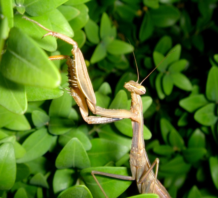 Fonds d'cran Animaux Insectes - Mantes religieuses ou ?