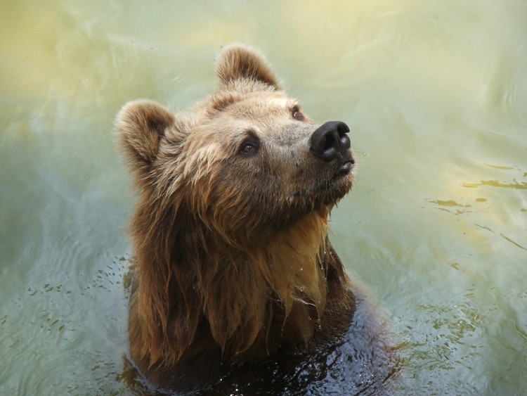 Wallpapers Animals Bears nounours