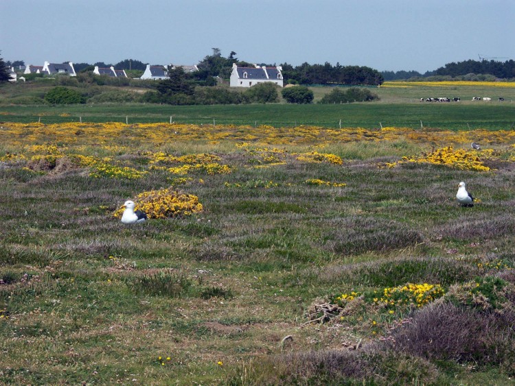 Fonds d'cran Voyages : Europe France > Bretagne Belle-Ile en mer