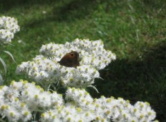 Wallpapers Nature Papillon sur fleurs blanches