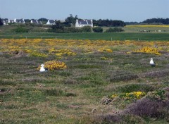 Wallpapers Trips : Europ Belle-Ile en mer