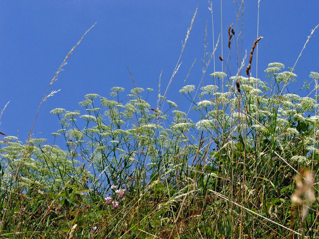 Fonds d'cran Nature Feuilles - Feuillages Herbes folles...