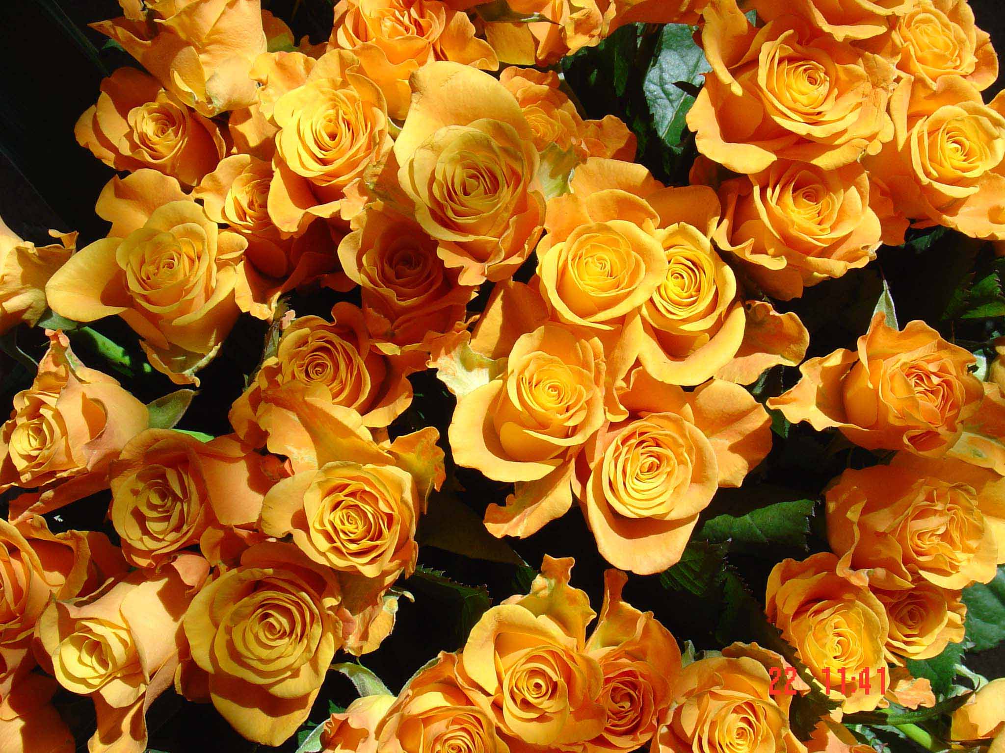 Wallpapers Nature Flowers roses oranges