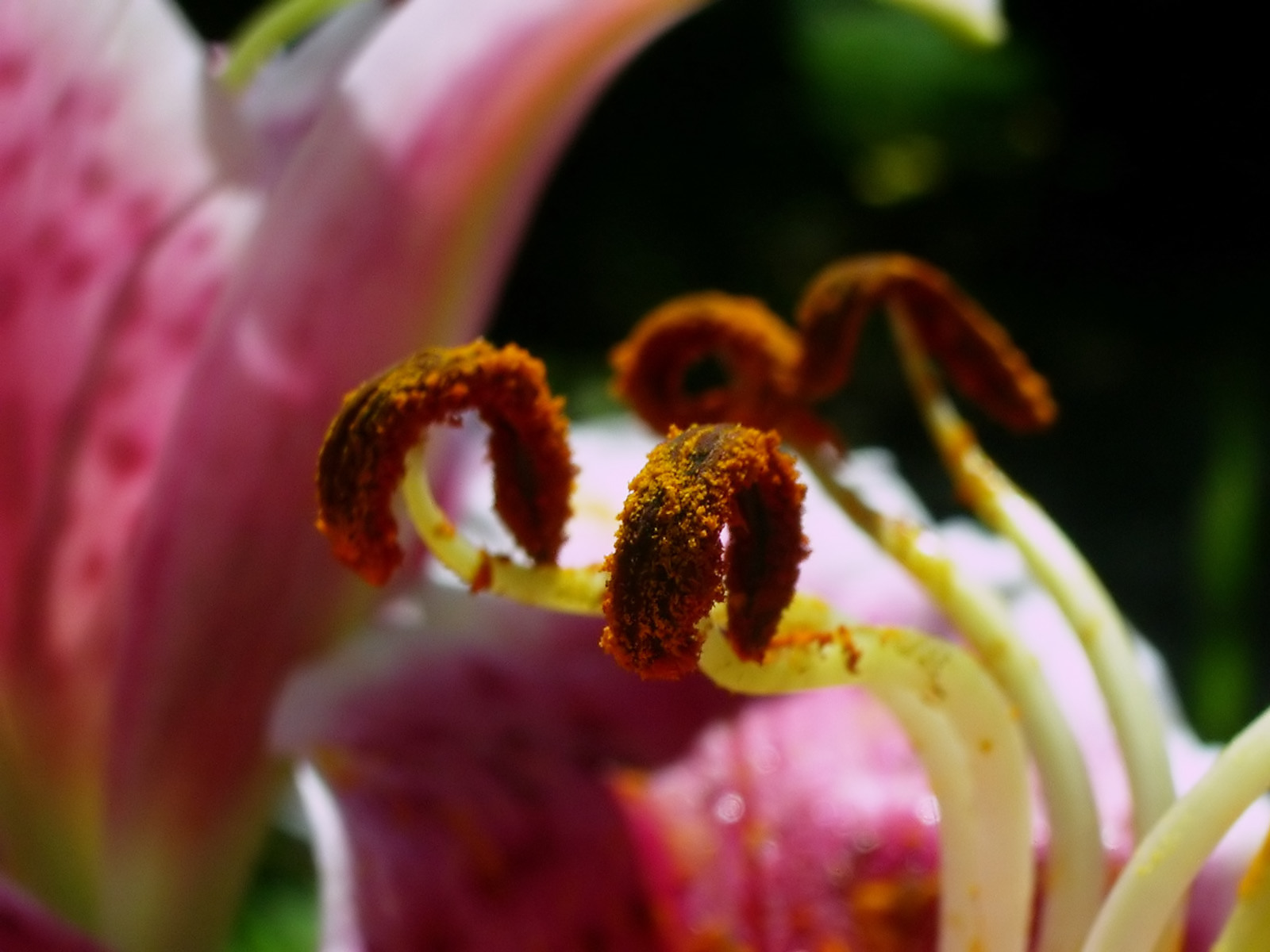 Fonds d'cran Nature Fleurs 