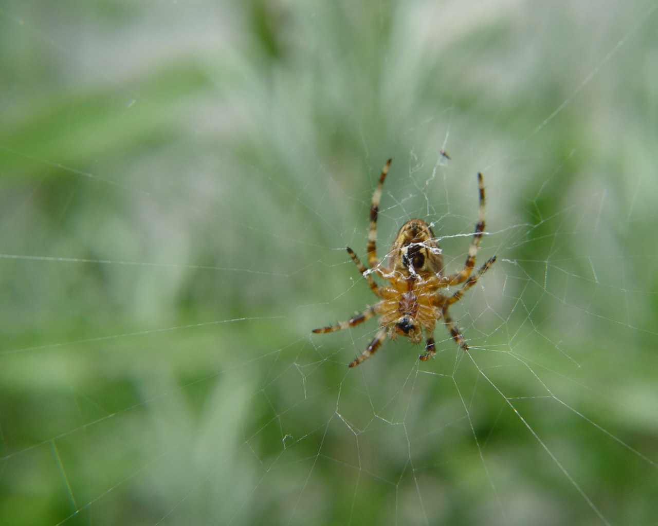 Fonds d'cran Animaux Araignes 