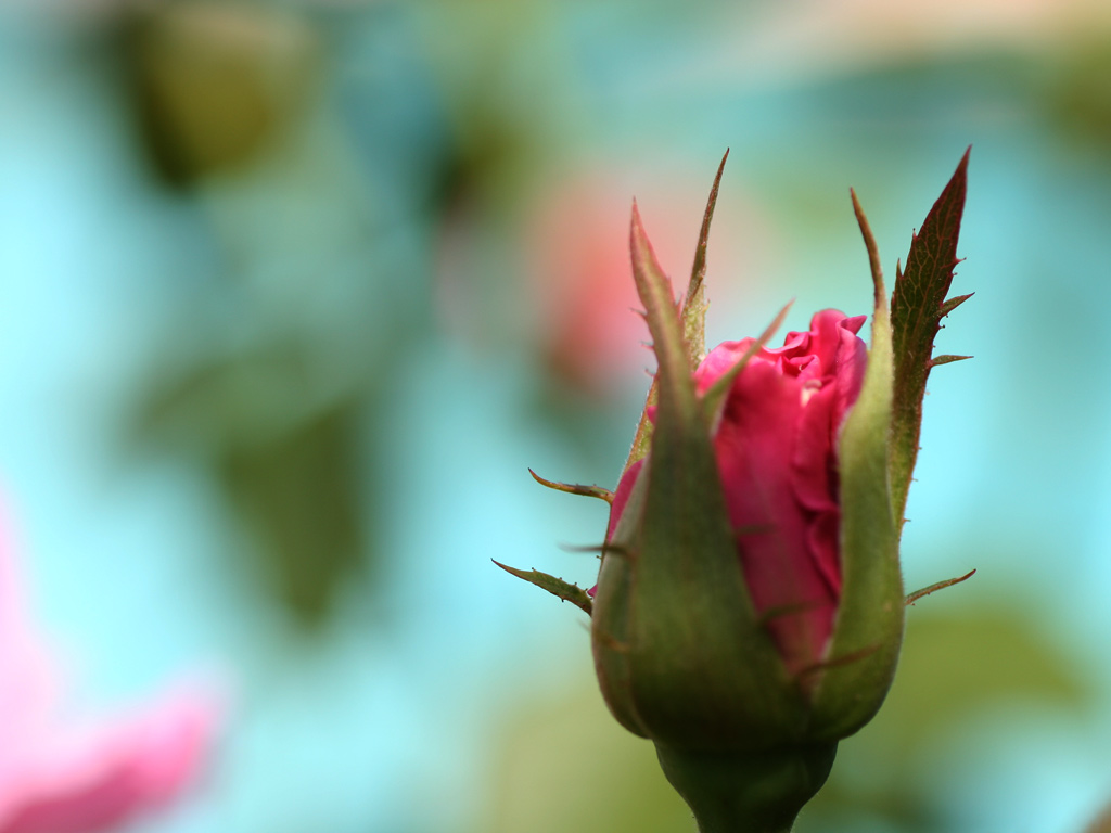 Wallpapers Nature Flowers jeune rose rouge