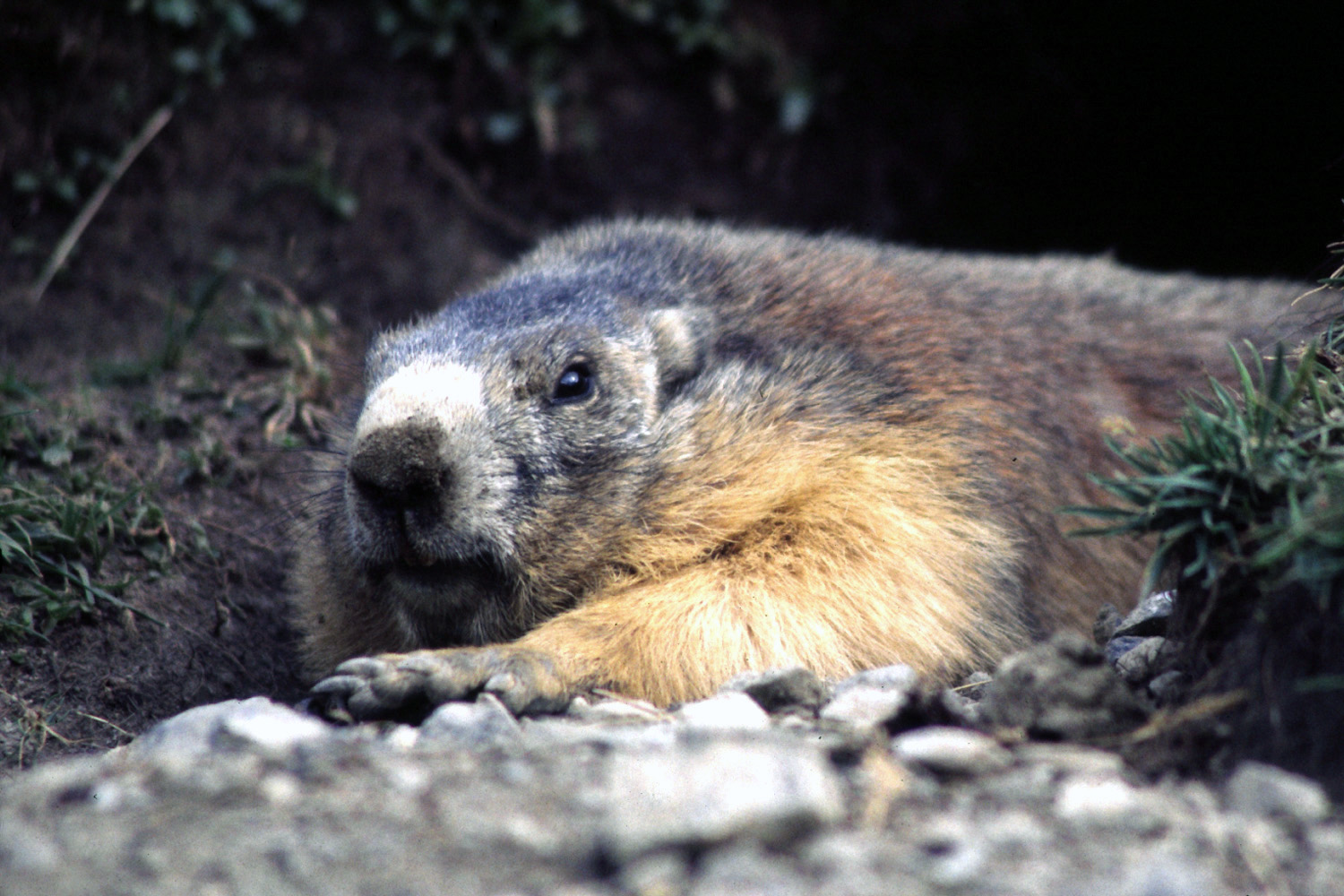 Wallpapers Animals Rodents - Misc Parc de la Vanoise