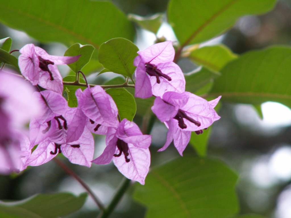 Fonds d'cran Nature Fleurs bougainvilee violette