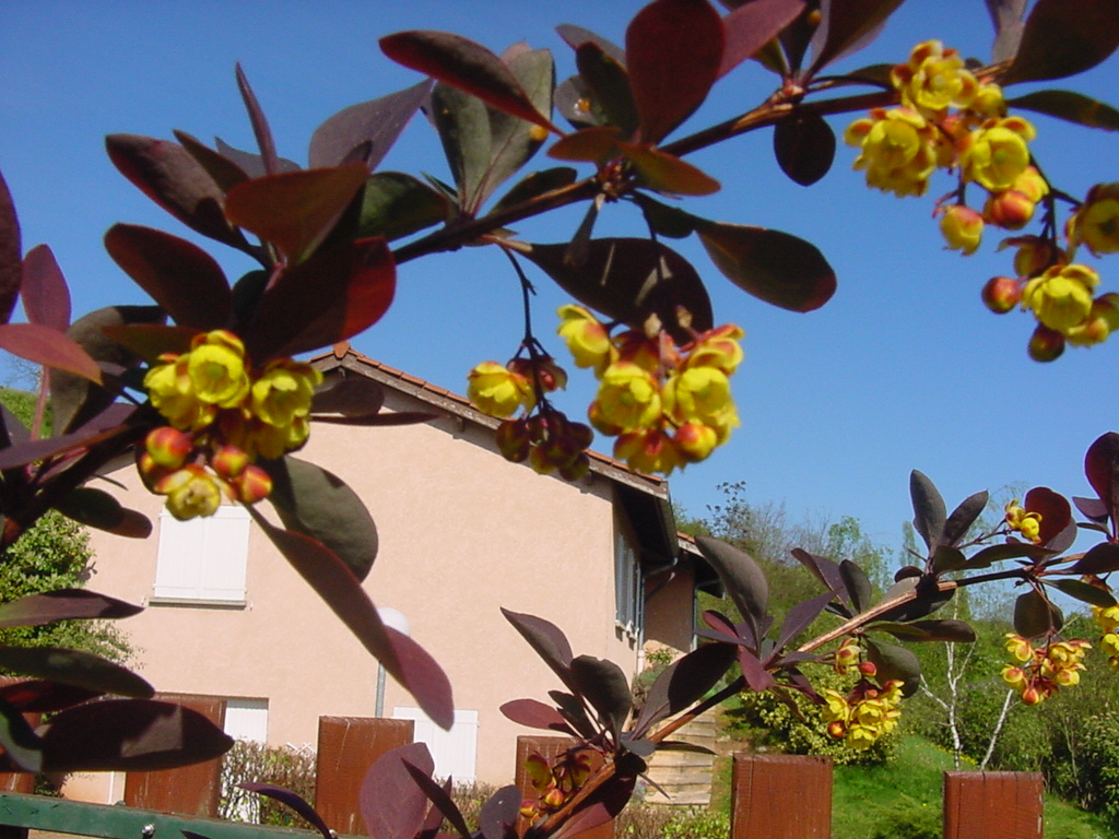 Fonds d'cran Nature Feuilles - Feuillages berberis