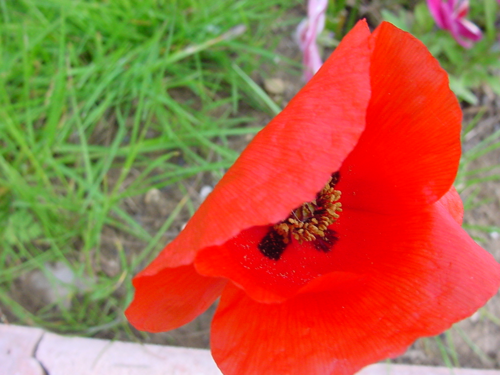 Wallpapers Nature Flowers coquelicot