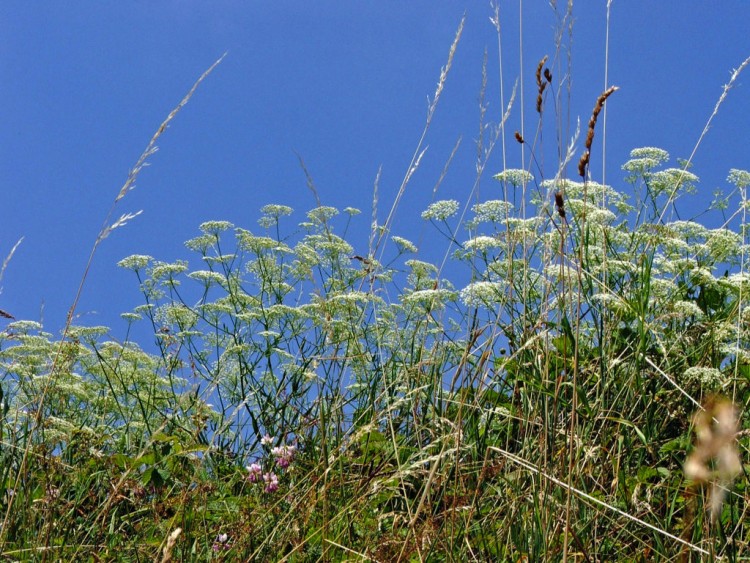 Fonds d'cran Nature Feuilles - Feuillages Herbes folles...