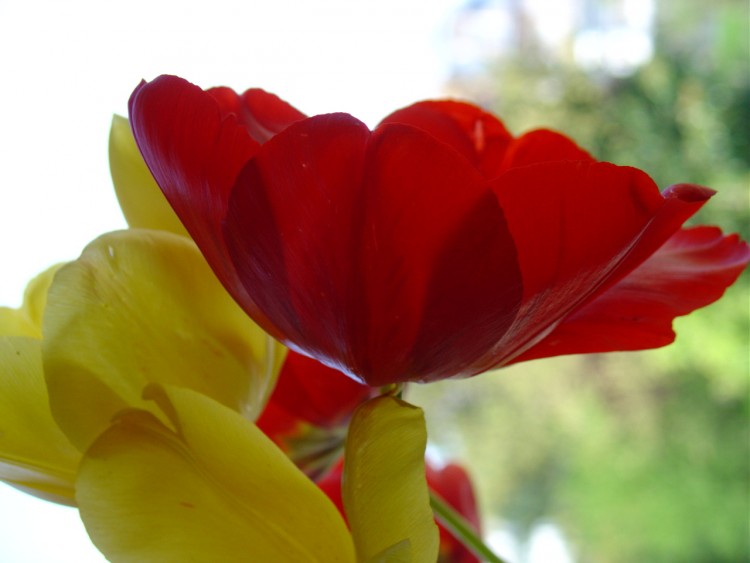 Wallpapers Nature Flowers tulipe rouge