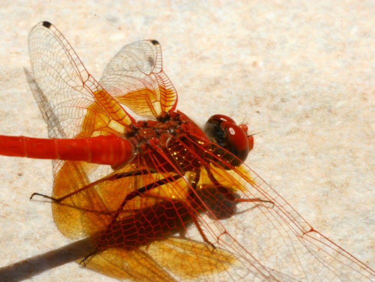 Wallpapers Animals Insects - Dragonflies libellule