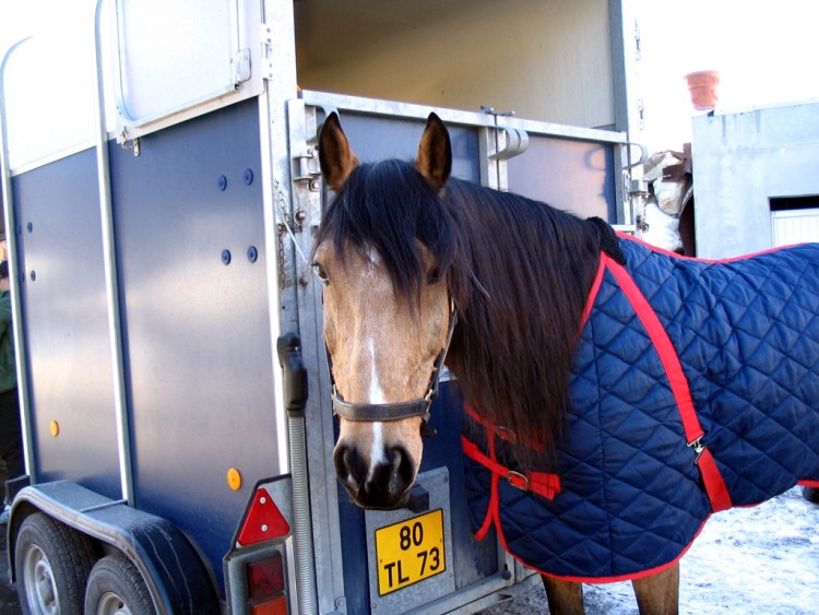 Fonds d'cran Animaux Chevaux il a froid le cheval aprs le ski joering