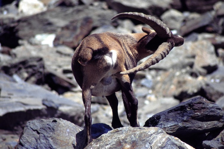 Fonds d'cran Animaux Divers Parc de la Vanoise