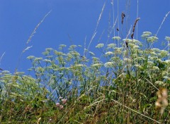 Fonds d'cran Nature Herbes folles...