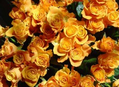 Wallpapers Nature roses oranges