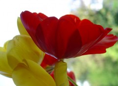 Wallpapers Nature tulipe rouge