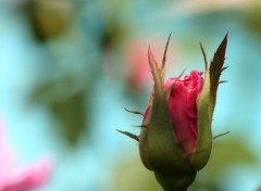 Fonds d'cran Nature jeune rose rouge