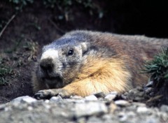 Fonds d'cran Animaux Parc de la Vanoise