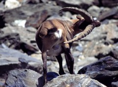 Fonds d'cran Animaux Parc de la Vanoise