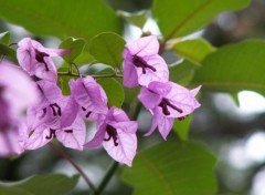 Wallpapers Nature bougainvilee violette