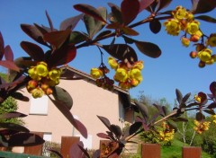 Fonds d'cran Nature berberis