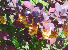 Fonds d'cran Nature berberis