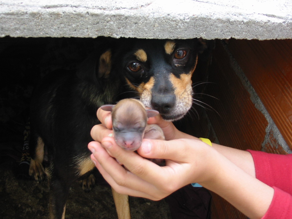 Fonds d'cran Animaux Chiens 